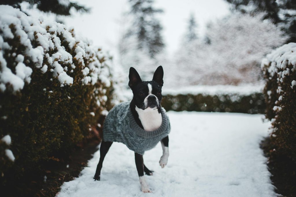 A Boston Terrier wearing a cosy sweater enjoys a snowy winter day in a garden.
