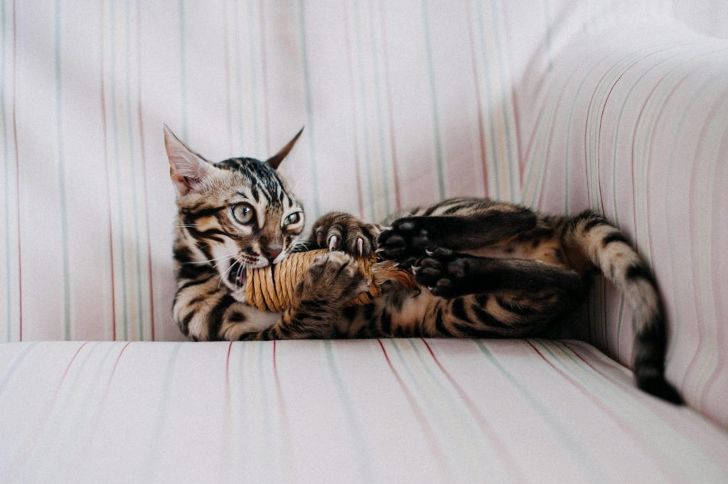 A Bengal cat playfully biting a toy on a striped sofa indoors.