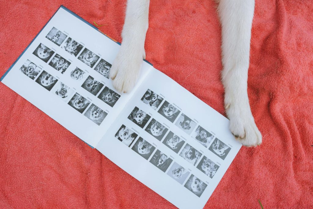 Dog paws rest on a photo album of pets, lying on a vibrant red fabric. Overhead shot.